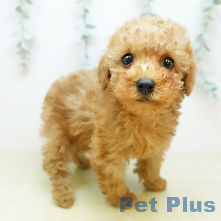 トイ・プードルの写真2