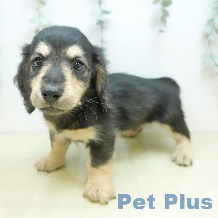 カニーンヘン・ダックスフンド