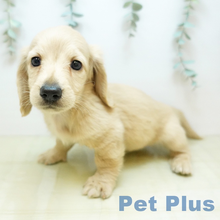 カニーンヘン・ダックスフンドの写真2