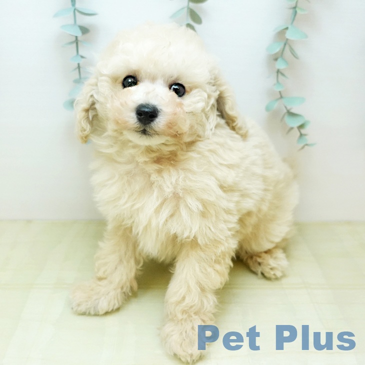 トイ・プードル