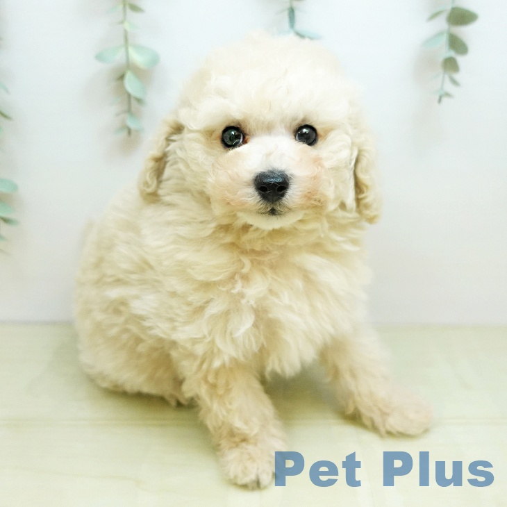 トイ・プードルの写真2