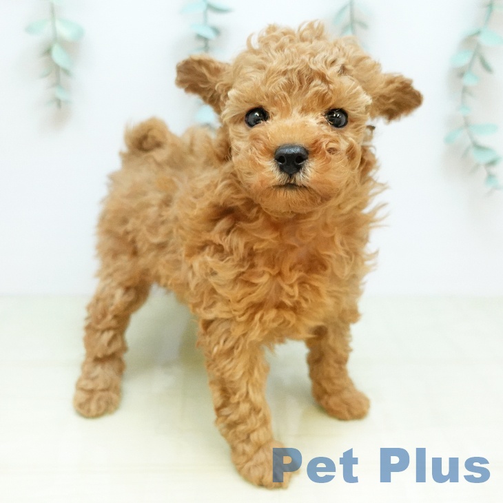 トイ・プードル