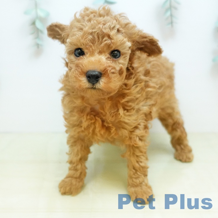 トイ・プードルの写真2