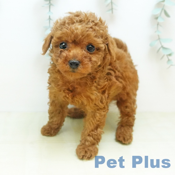 トイ・プードル