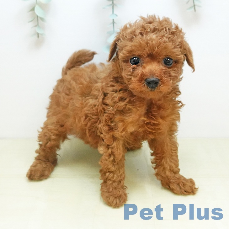 トイ・プードルの写真2