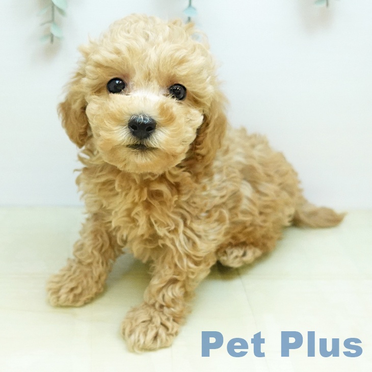 トイ・プードル