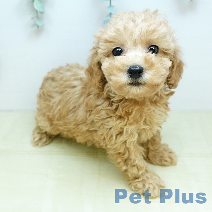 トイ・プードルの写真2