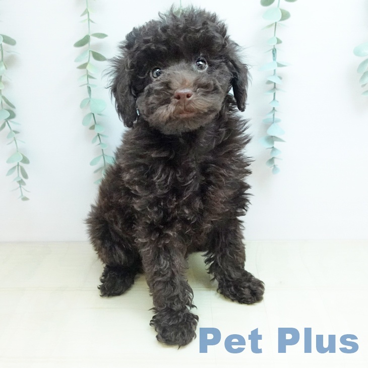 トイ・プードル