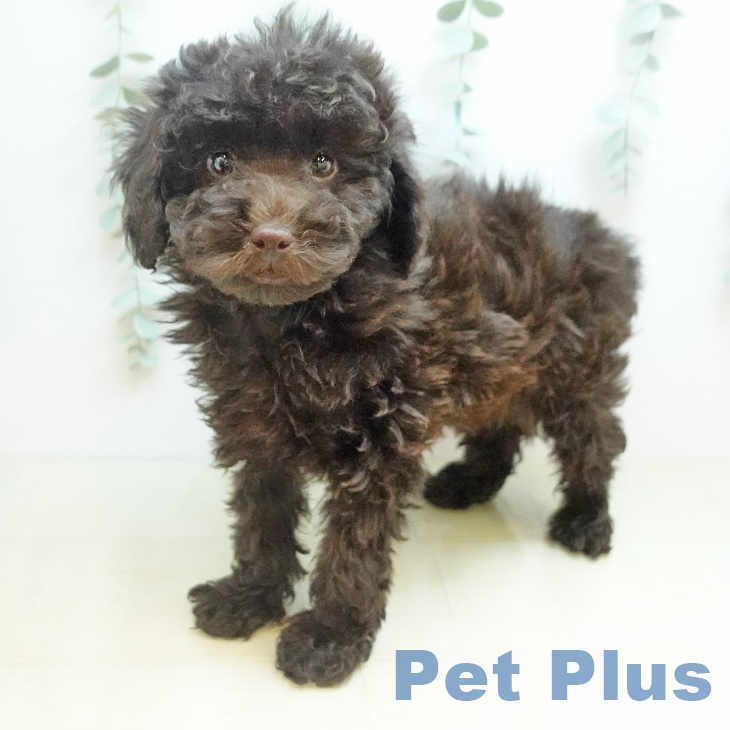 トイ・プードルの写真2