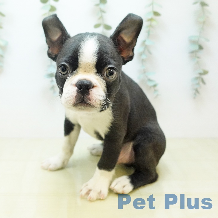 ボストン・テリアの写真2