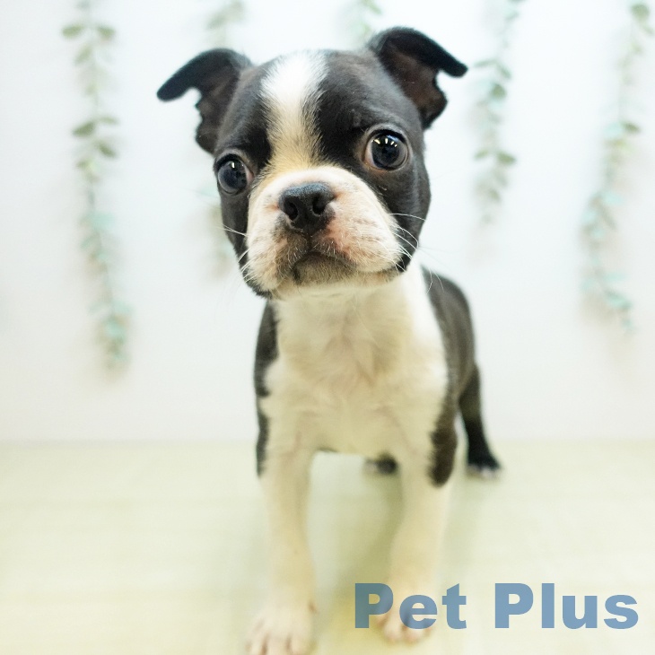 ボストン・テリア