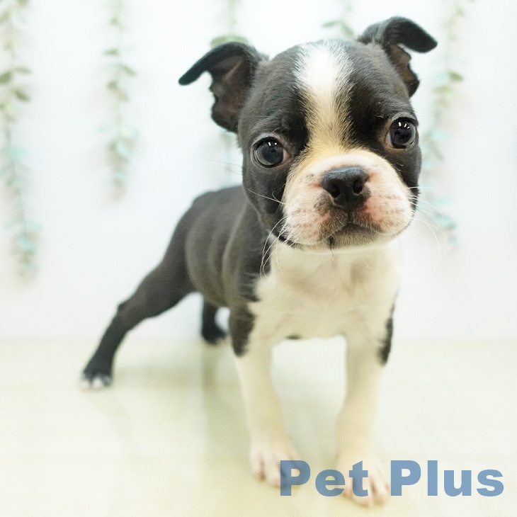 ボストン・テリアの写真2