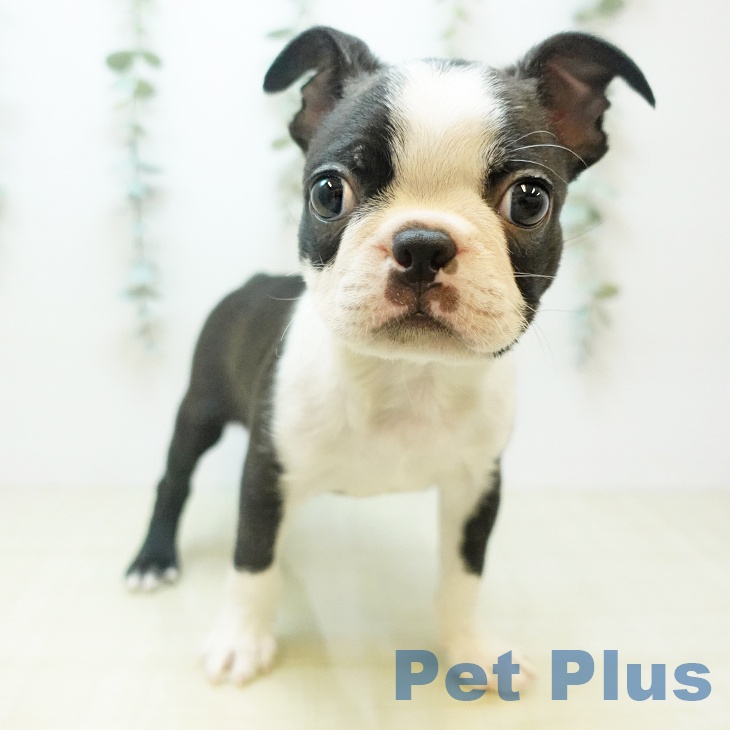 ボストン・テリア