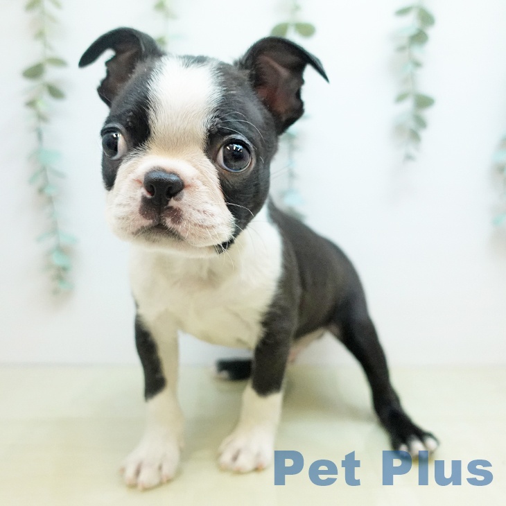 ボストン・テリアの写真2