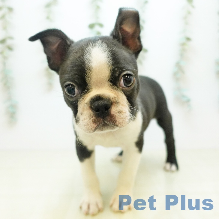 ボストン・テリアの写真2