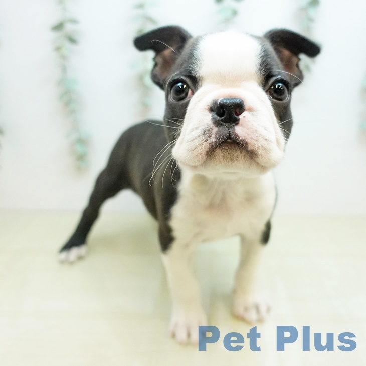 ボストン・テリア