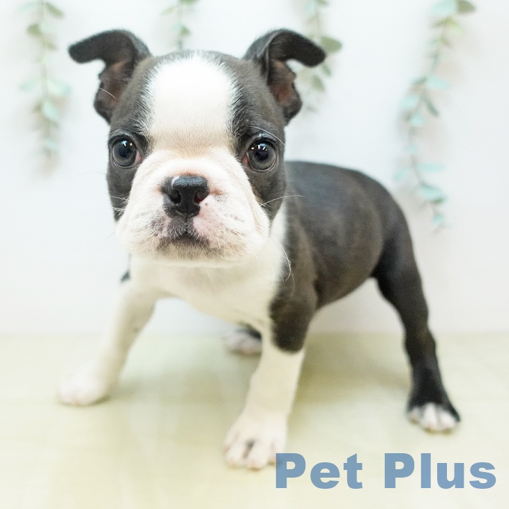 ボストン・テリアの写真2