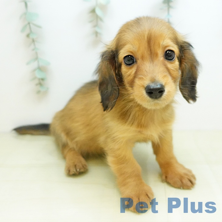 ミニチュア・ダックスフンド