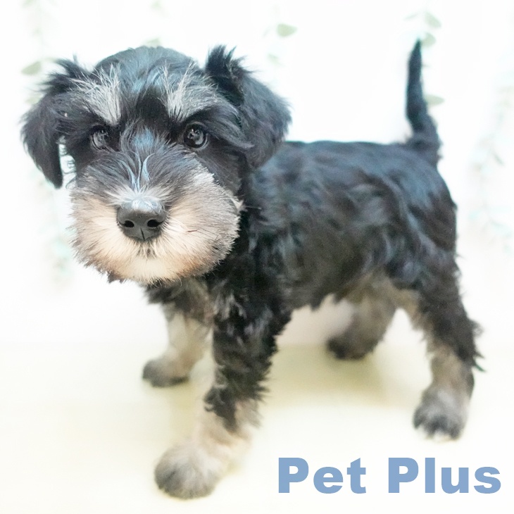 ミニチュア・シュナウザーの写真2