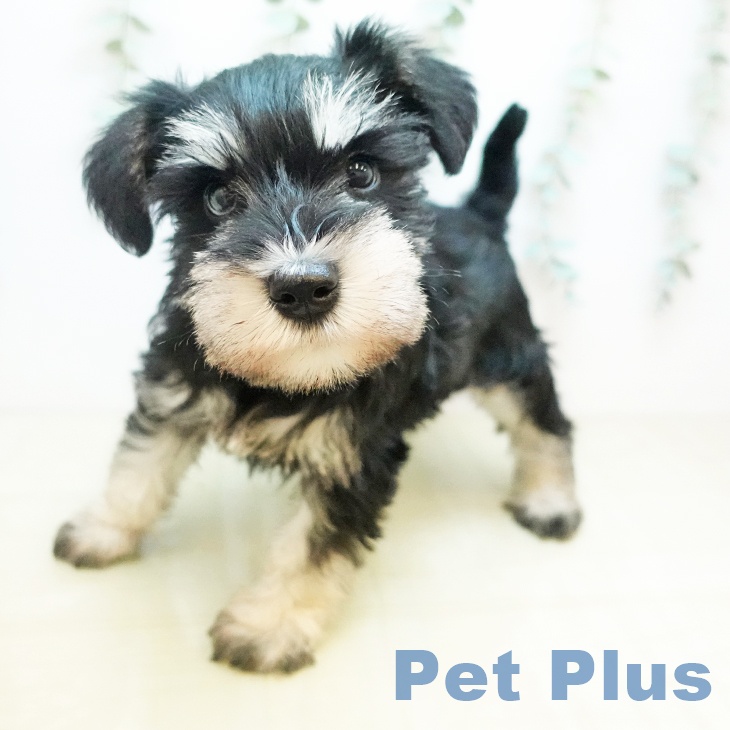 ミニチュア・シュナウザー