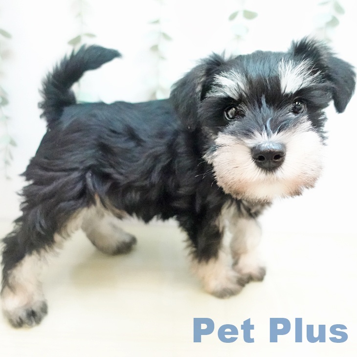 ミニチュア・シュナウザーの写真2