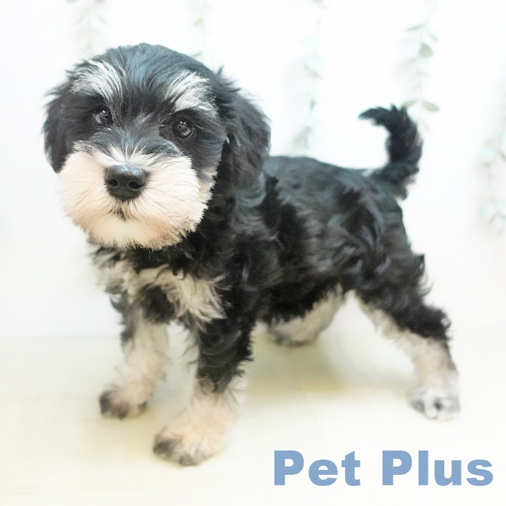 ミニチュア・シュナウザー