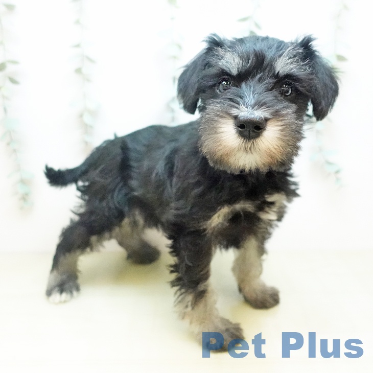 ミニチュア・シュナウザー