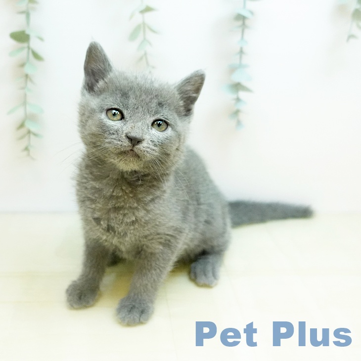 ロシアンブルー