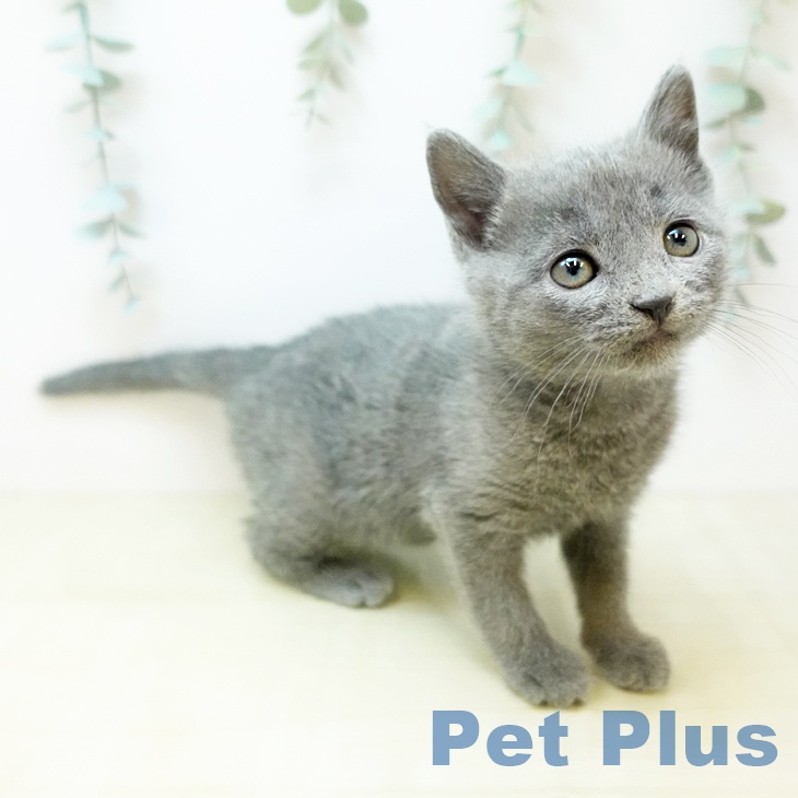 ロシアンブルーの写真2