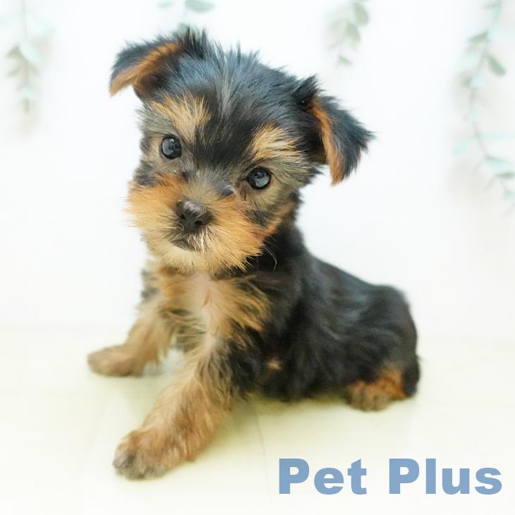 ヨークシャー・テリア