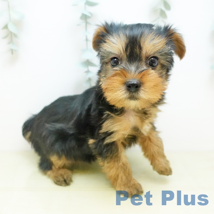 ヨークシャー・テリア