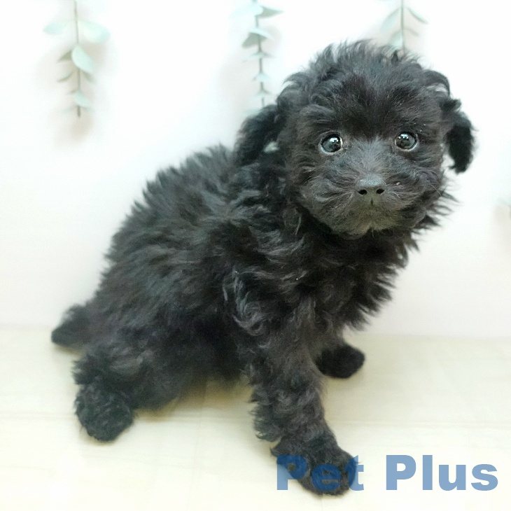 トイ・プードル