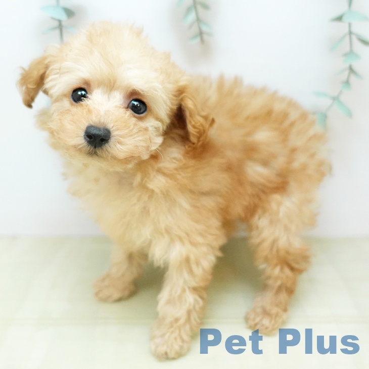 トイ・プードル