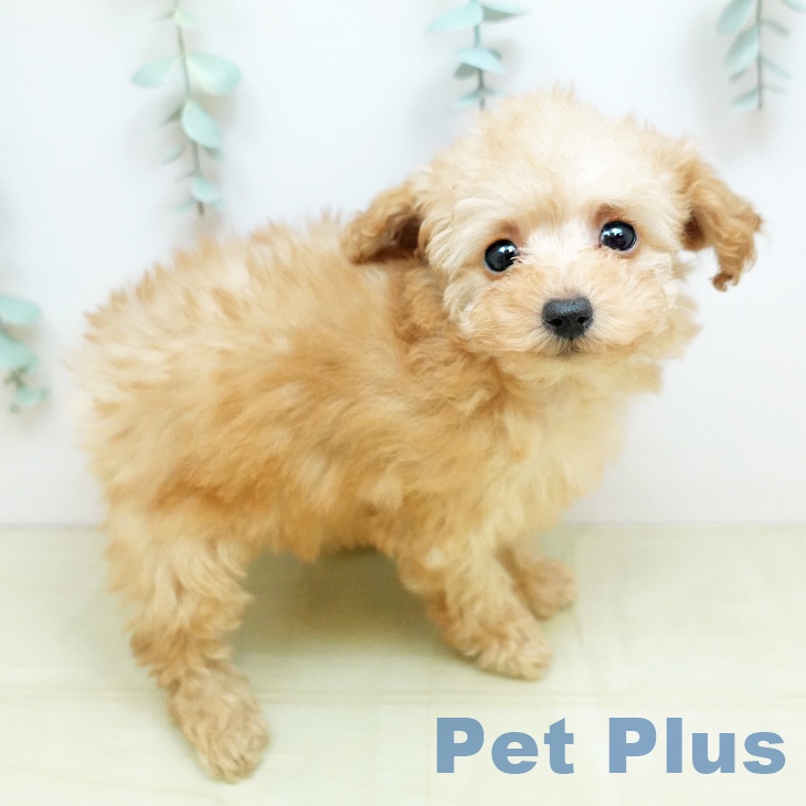 トイ・プードルの写真2