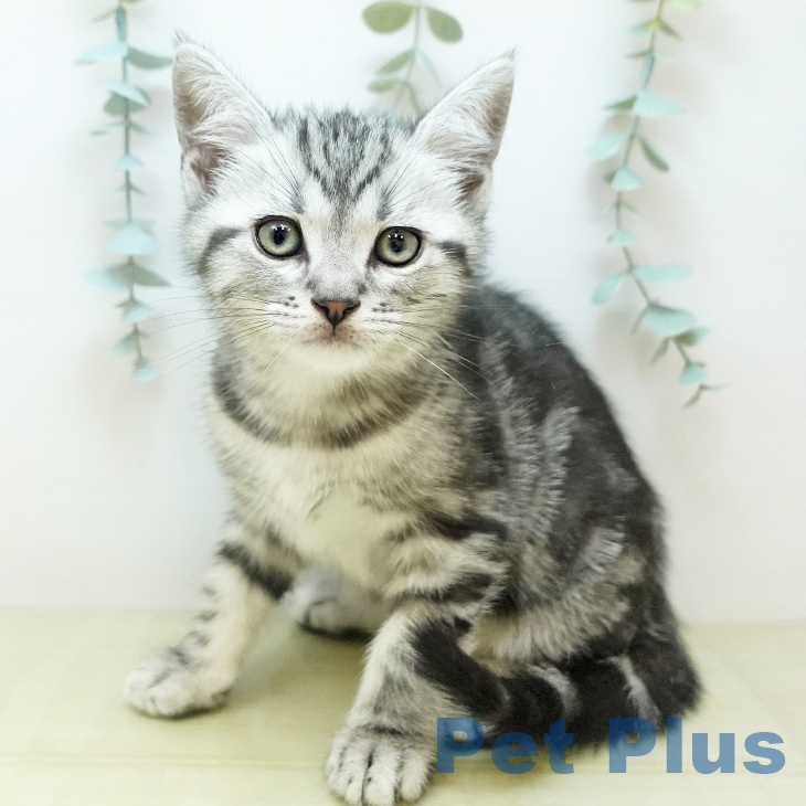 アメリカンショートヘアの写真2