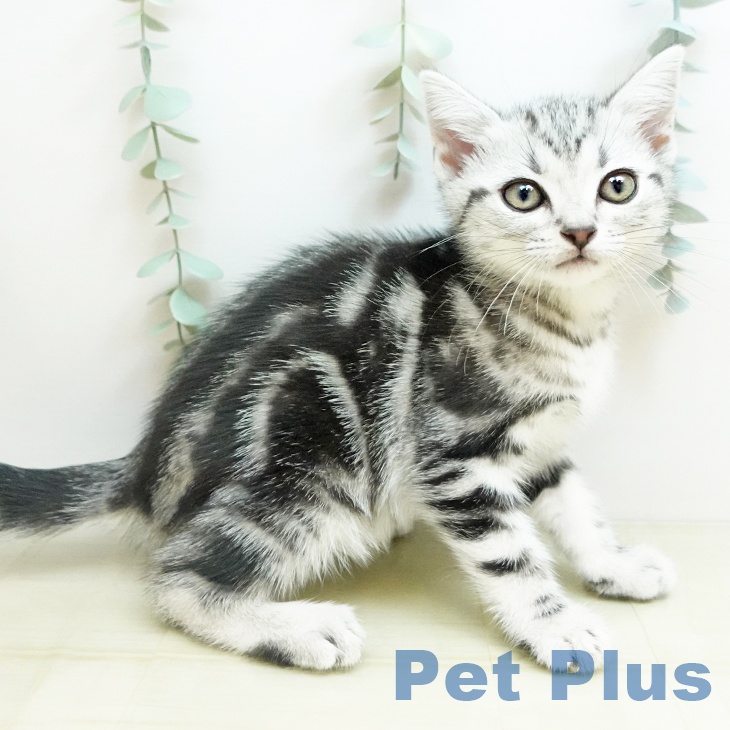 アメリカンショートヘア