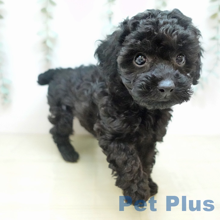 トイ・プードル