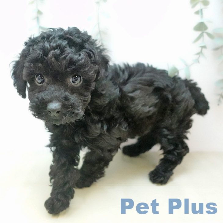 トイ・プードルの写真2