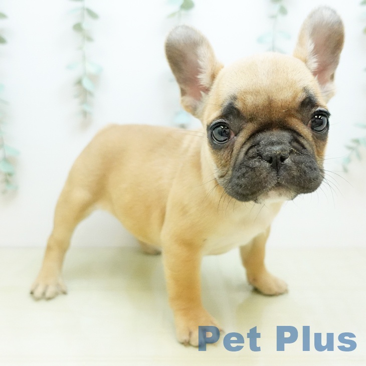 フレンチ・ブルドッグ