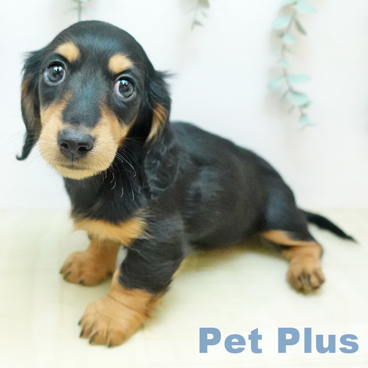 ミニチュア・ダックスフンド