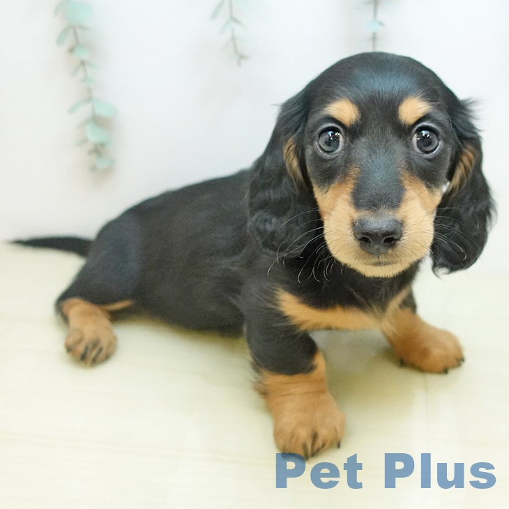 ミニチュア・ダックスフンドの写真2