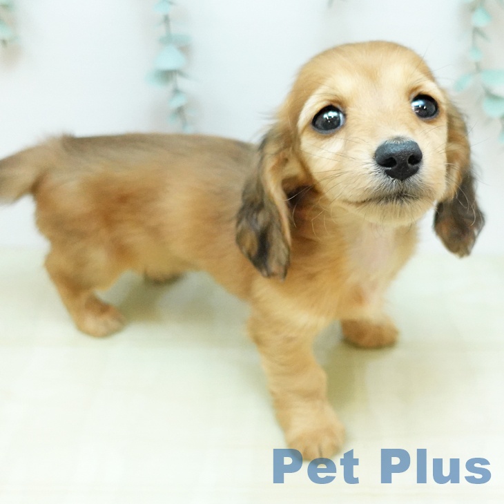 ミニチュア・ダックスフンド