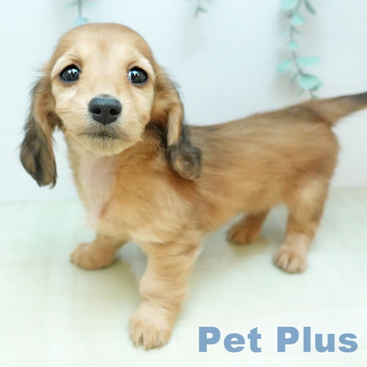 ミニチュア・ダックスフンドの写真2