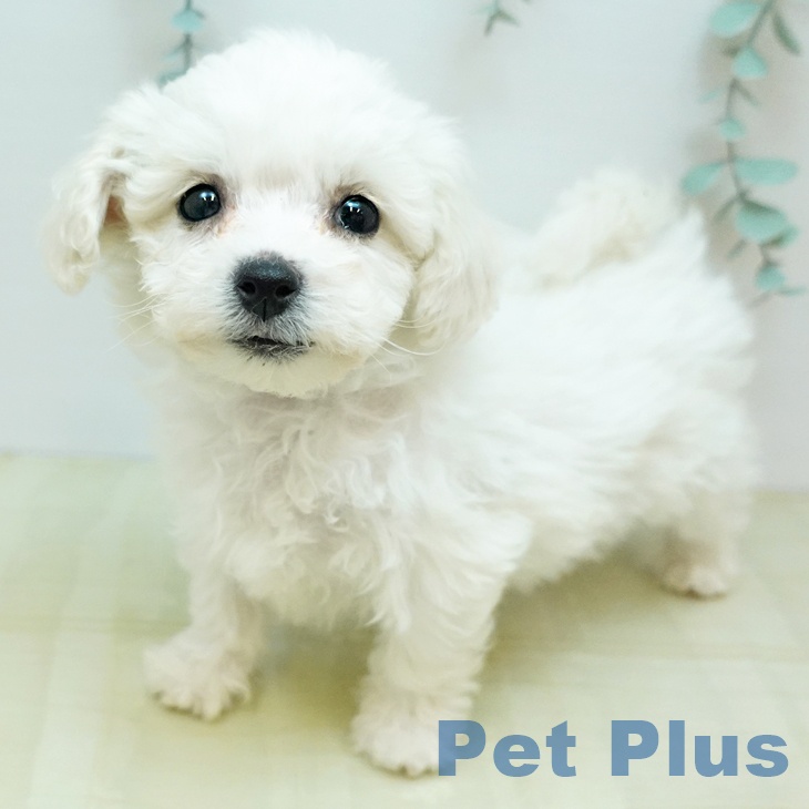 ビション・フリーゼ