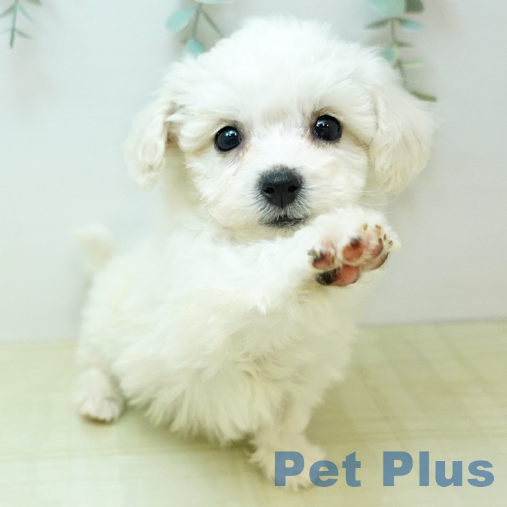 ビション・フリーゼの写真2