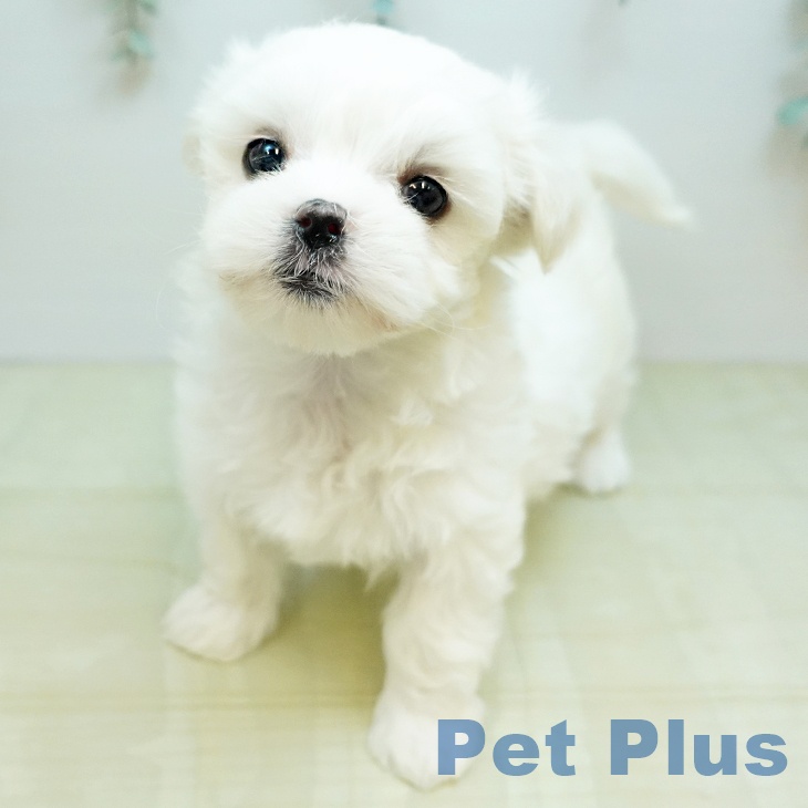 マルチーズの写真2