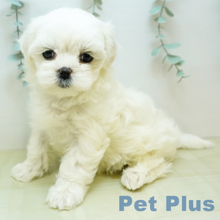 マルチーズの写真2