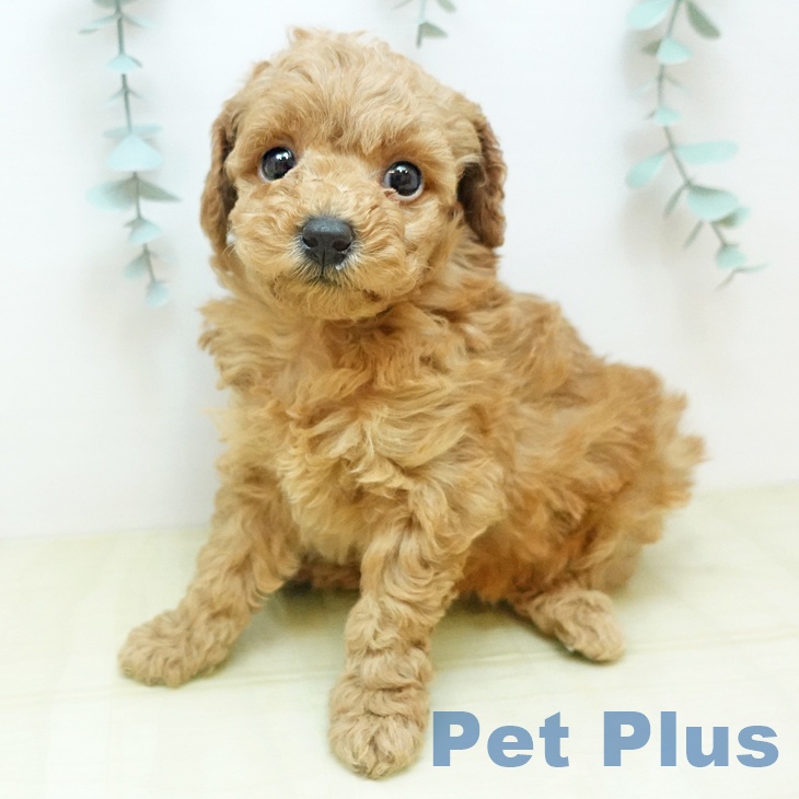 トイ・プードル