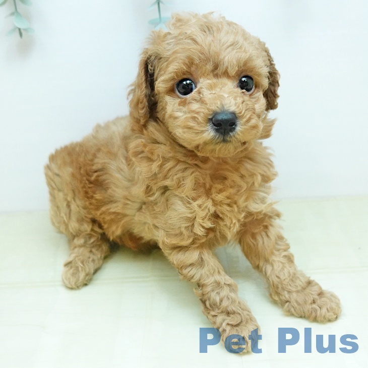 トイ・プードルの写真2