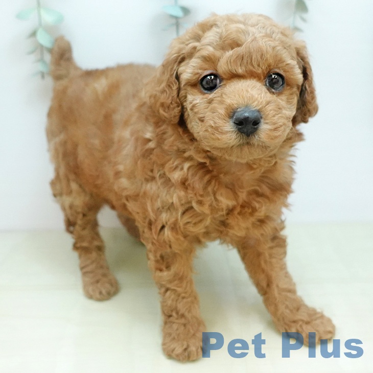 トイ・プードル